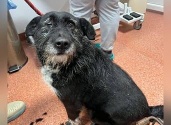 Drako - er hatte einen Schutzengel