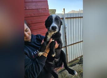 Maylo - wurde ausgesetzt