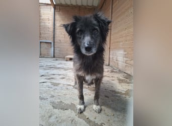 Charlotte - reizende Hundeomi