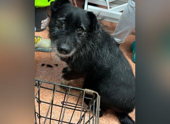 Drako - er hatte einen Schutzengel