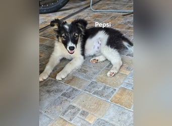 Pepsi - sooo niedlich