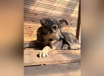Vanessa - sucht Hundeflüsterer