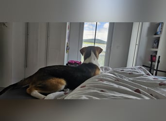 Bonnie - kinderlieber Familienhund