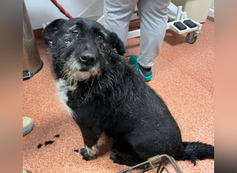 Drako - er hatte einen Schutzengel