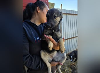 Luna  - im Wald ausgesetzt