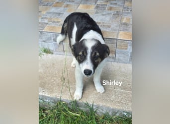 Shirley- zuckersüße Welpenmaus