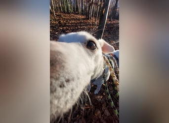 Frieda - fröhlich und unkompliziert