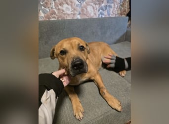 Thor - vom Kinderspielzeug zum Kettenhund