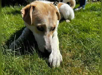 Luna - in Deutschland