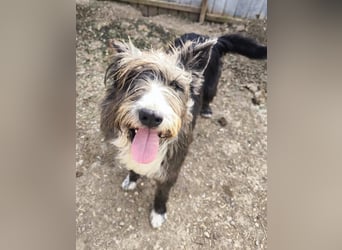 Fluffy gibt sich auf