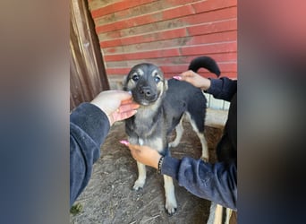 Luna  - im Wald ausgesetzt