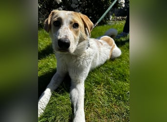 Luna - in Deutschland