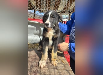 Frenchie - wäre fast erfroren