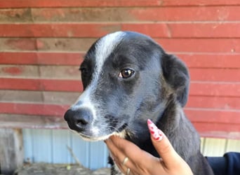 Maylo - wurde ausgesetzt