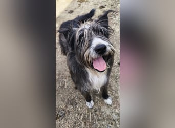 Fluffy gibt sich auf