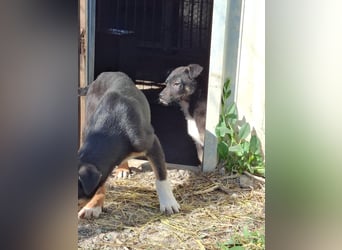 Tom und Jerry - Zuhause gesucht