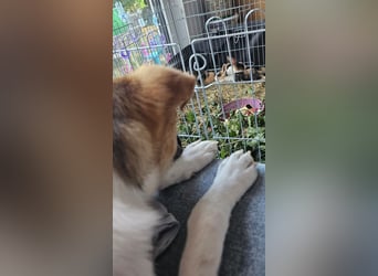 Bonnie - kinderlieber Familienhund