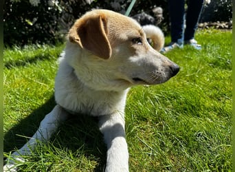 Luna - in Deutschland