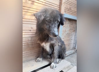 Charlotte - reizende Hundeomi