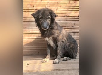 Charlotte - reizende Hundeomi