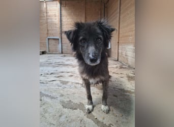 Charlotte - reizende Hundeomi