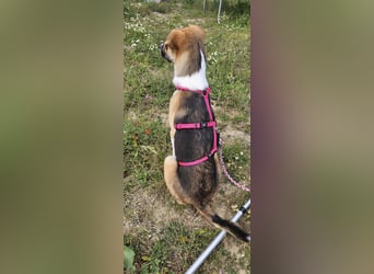 Bonnie - kinderlieber Familienhund