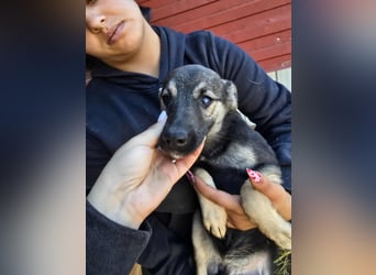 Luna  - im Wald ausgesetzt