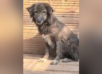 Charlotte - reizende Hundeomi