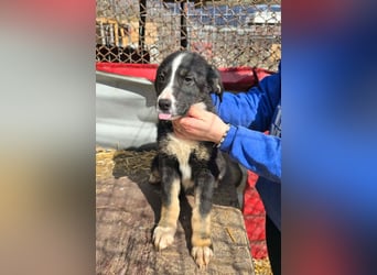 Frenchie - wäre fast erfroren