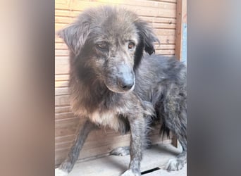 Charlotte - reizende Hundeomi