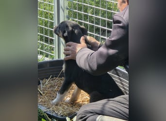 Tom und Jerry - Zuhause gesucht