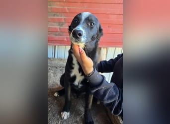 Maylo - wurde ausgesetzt