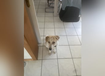 Luna - in Deutschland