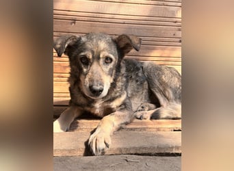 Vanessa - sucht Hundeflüsterer