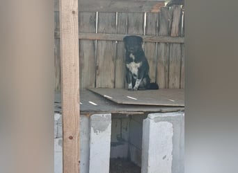 Ray sucht Hundeflüsterer