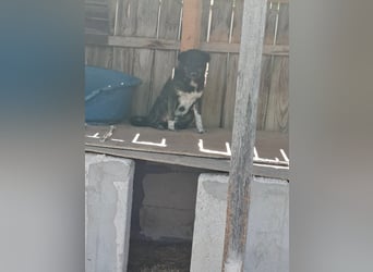 Ray sucht Hundeflüsterer