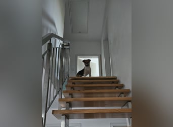Bonnie - kinderlieber Familienhund