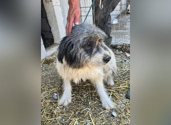 Sina hat so viel Leid ertragen