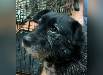 Drako - er hatte einen Schutzengel