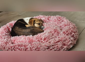 Bonnie - kinderlieber Familienhund