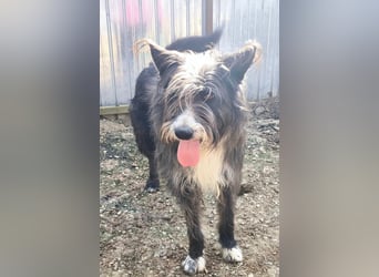 Fluffy gibt sich auf