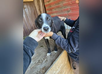 Maylo - wurde ausgesetzt