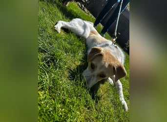 Luna - in Deutschland