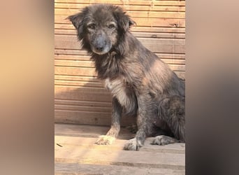 Charlotte - reizende Hundeomi