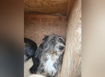 Fluffy gibt sich auf