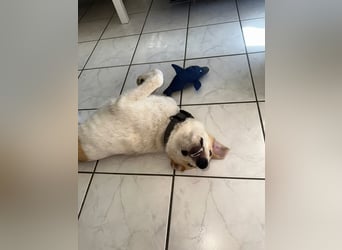 Luna - in Deutschland