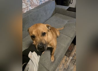 Thor - vom Kinderspielzeug zum Kettenhund