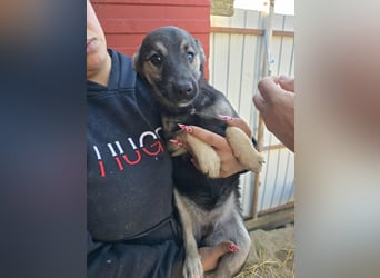 Luna  - im Wald ausgesetzt