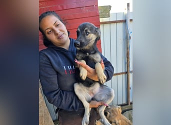 Luna  - im Wald ausgesetzt