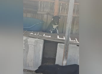 Ray sucht Hundeflüsterer